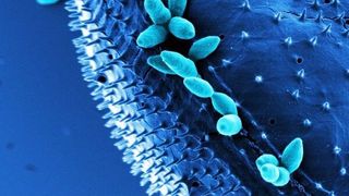 Die Anheftung mariner Bakterien aus der Roseobacter-Gruppe an Oberflächen wird häufig über Biofilm-Plasmide vermittelt. Das nachkolorierte elektronenmikroskopische SEM-Bild zeigt Phaeobacter inhibens DSM 17395 und den Dinoflagellaten Prorocentrum minimum CCMP 1329. (Bild: Manfred Rohde und Jörn Petersen)