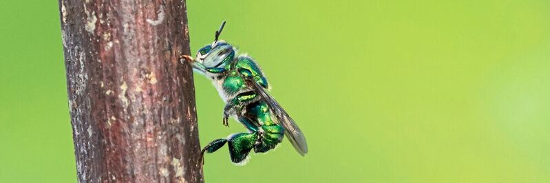 Männchen der Prachtbiene Euglossa dilemma beim typischen Schauverhalten an einer Sitzwarte im Flugkäfig in Florida. In den verdickten Hinterbeinen befindet sich der Duftsammelbehälter.
