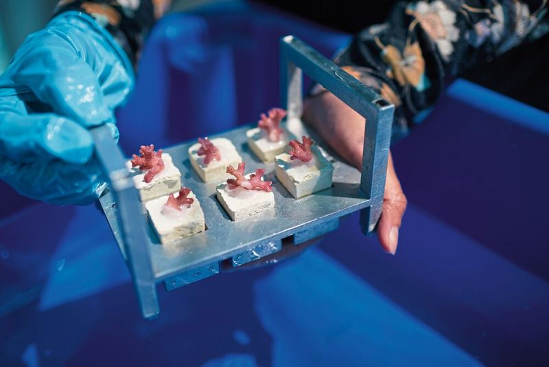 Bei der Entwicklung der Steinskelette erhielt Coral Maker Unterstützung von Autodesk. Auf den Steinskeletten erreichen die Korallen innerhalb 12 bis 18 Monate ihre volle Größe. Coral Maker beschleunigt diesen Prozess, indem Korallenfragmente...  (Bild: Tim Campbell Photo 2022)