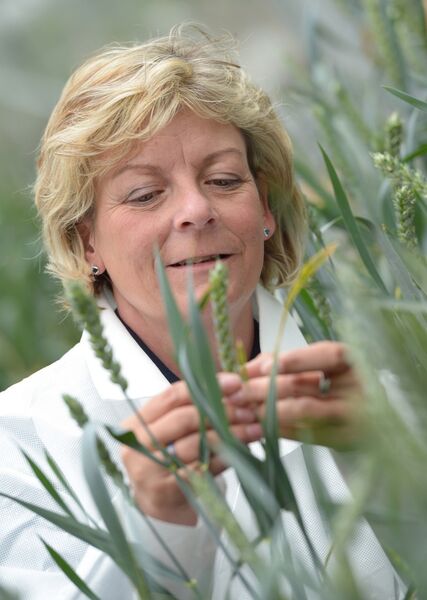 A technical assistant at the European Wheat Breeding Center in Gatersleben, Germany, inspects the grain filling of an ear of wheat. (Picture: Bayer CropSCience)