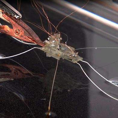"Rhagobot": Small insect robot walks on water. (Image:Dongjin Kim, Ajou University)