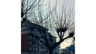 The auxins used in this process are the same that cause the formation of crown galls (pictured) in certain plants. (University of Warwick )