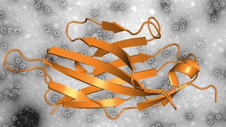 Elektronenmikroskopische Aufnahme eines Norovirus-ähnlichen Partikels (VLP) sowie die Darstellung eines Nanobodys. Nano-85 bindet an Norovirus-VLPs und zerlegt sie in ihre Einzelteile. (Bild: Dr. Grant Hansman, DKFZ)