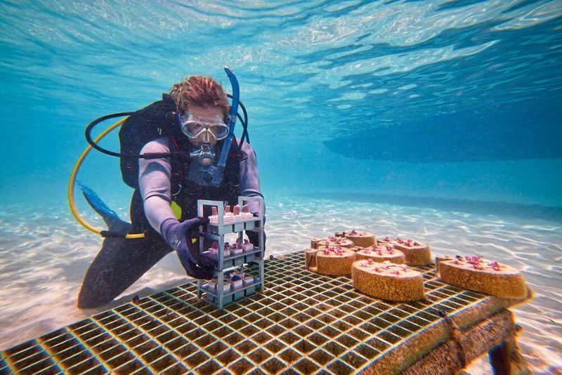 ... mit ihren vorgefertigten Skeletten in Riffe eingepflanzt werden, wo sie innerhalb von 12 bis 18 Monaten ihre volle Größe erreichen. (Bild: Tim Campbell Photo 2022)