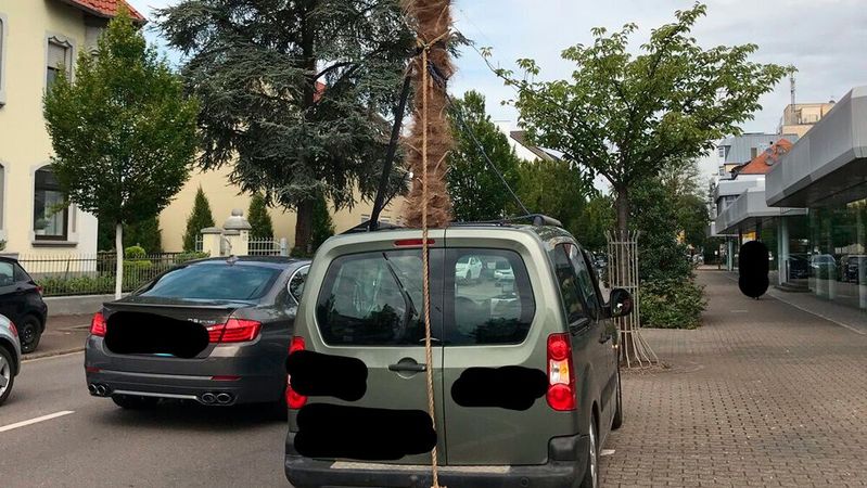 Eine Palme ragt aus dem Auto. Dadurch wurde die zulässige Fahrzeughöhe von 4,20 Metern deutlich überschritten.