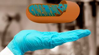 Querschnitt eines Mitochondriums, des Kraftwerks der Zelle. (© MPI für Psychiatrie | Nussbaumer & Filiou, 2015)