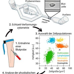 Behandlung von Blutproben, um die physikalischen Eigenschaften von Leuko­zyten und Erythrozyten zu messen(Bild:  Max-Planck-Institut für die Physik des Lichts/Guck Division)