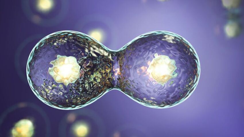 Bei der Teilung von Darmkrebszellen werden Mikro- und Nanoplastikpartikel an die neu gebildete Zelle weitergegeben (Symbolbild). (Bild: evve79 - stock.adobe.com)