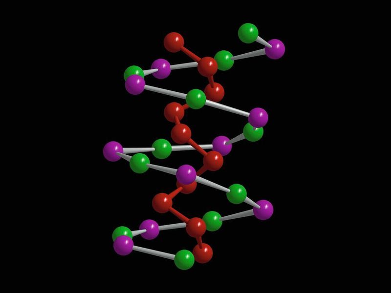 Eine Kette aus Zinn- und Iod-Atomen bildet die eine, die Phosphoratome die andere Kette der Doppelhelix von SnIP. (Prof. Dr. Tom Nilges)