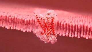 3D illustration of a G protein coupled receptor.  (Source: Getty Images)
