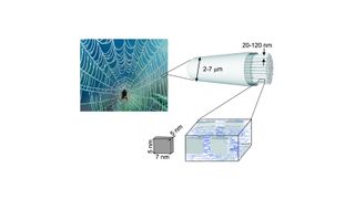 Zart und zäh zugleich: Spinnenseide. Raffinierte Hierarchie und Ordnung auf verschiedensten Längenskalen. (Markus Anton und Periklis Papadopoulos/Universität Leipzig und Max-Planck-Institut für Polymerforsch)