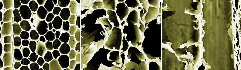 Nachdem die starre Holzstruktur (links) mit Säure (oder einem Pilz) aufgelöst wird, bleiben flexible Zelluloseschichten übrig (Mitte / unten). 
 (ACS Nano / Empa)