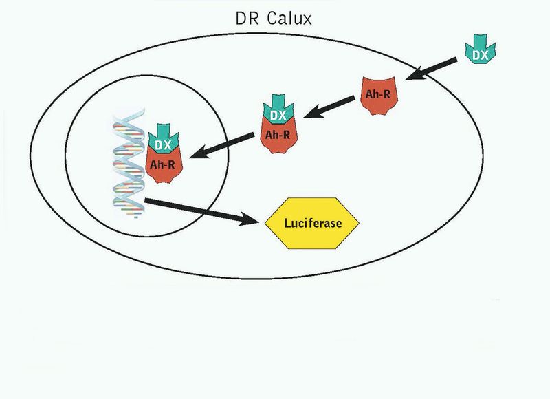 Abb. 3: 3 Enthält die aufbereitete Probe Dioxin (DX), kann dies in die Zelle gelangen und bindet hier an spezifische Rezeptoren (Ah-R). Dieser Komplex wandert in den Zellkern und bindet an DNA. Dadurch wird Luciferase-RNA gebildet, die durch Zugabe des Substrats Luciferin den Zellkern leuchten lässt. Der Nachweis von Dioxin und dI-PCB erfolgt somit indirekt über Lumineszenz. Durch mitgeführte Standards erfolgt die Quantifizierung. (Bild: LADR GmbH MVZ Dr. Kramer und Kollegen)