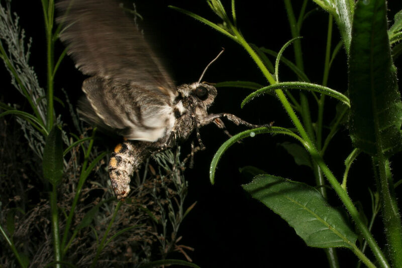 Eine Tabakschwärmer-Weibchen legt ihre Eier auf die Blätter einer Tabakpflanze. (MPI f. chemisch Ökologie/ Sonja Bisch-Knaden)