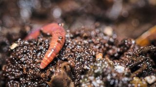 Regenwürmer fördern die Entstehung fruchtbarer Böden – ein wertvoller Dienst, auch für die Landwirtschaft (©patila - stock.adobe.com)