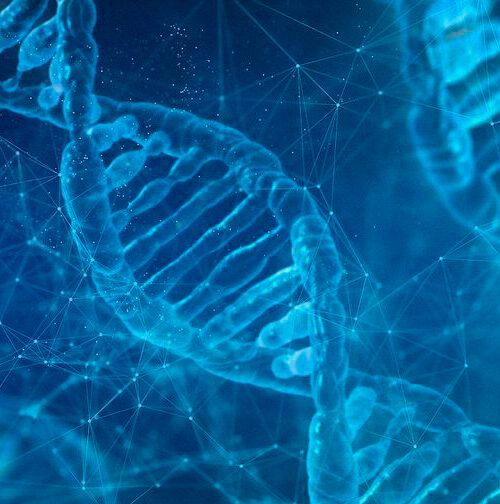 This engineered AsCas12f has already been successfully tested in mice and has the potential to be used for new, more effective treatments for patients in the future. This engineered AsCas12f has already been successfully tested in mice and has the potential to be used for new, more effective treatments for patients in the future.