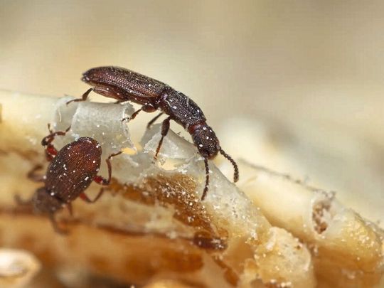 Das untersuchte Insekt: Getreideplattkäfer Oryzaephilus surinamensis(Bild:  Benjamin Weiss, Max-Planck-Institut für chemische Ökologie)