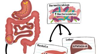 Das Vitamin Niacin wird mit einem schützenden Überzug aus Schellack versehen... (Ausschnitt) (Holly McKelvey/Exzellenzcluster „Inflammation at Interfaces“)