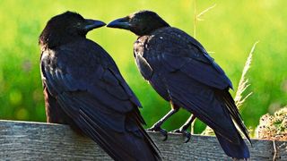 Um den Bewusstseinsprozessen bei Vögeln auf die Spur zu kommen, trainierten Tübinger Wissenschaftler zwei Krähen. (Symbolbild) (gemeinfrei)