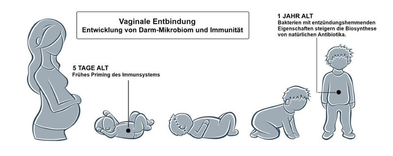 Überblick: Vaginale Entbindung (Bild: University of Luxembourg)