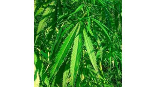 The Chinese province of Heilongjiang has decided to review the entire hemp production value chain and to produce hemp on a large industrial scale. (Pixabay)