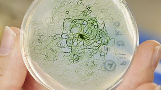 Cyanobakterien als Produzenten von Ethanol oder Wasserstoff – natürlicher Gentransfer könnte das möglich machen. (Amadeus Bramsiepe, KIT)