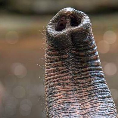 Elephant trunk whiskers shine (Source: MPI-IS/A. Posada)