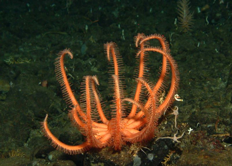 Abb. 4: Tiefseetiere, wie dieser Seestern, kennzeichnen das Leben unter dem Schelfeis. (Bild: Julian Gutt & Werner Dimmler, Alfred-Wegener-Institut/MARUM, Universität Bremen)