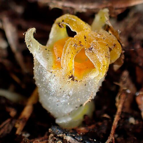 Thismia kobensis at the new locality: As the moniker fairy lantern denotes, it looks like a tiny lantern that illuminates the dark forest floor. Thismia kobensis at the new locality: As the moniker fairy lantern denotes, it looks like a tiny lantern that illuminates the dark forest floor.