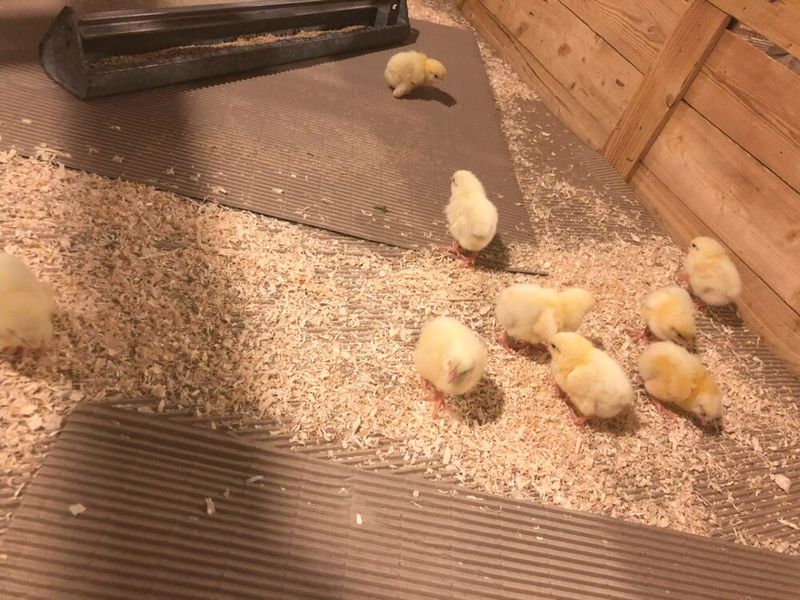 Zu Pellets gepresst erwies sich Rapskernkonzentrat auch als Futtermittel für die Geflügelmast bestens geeignet. (Bild: Universität Hohenheim)