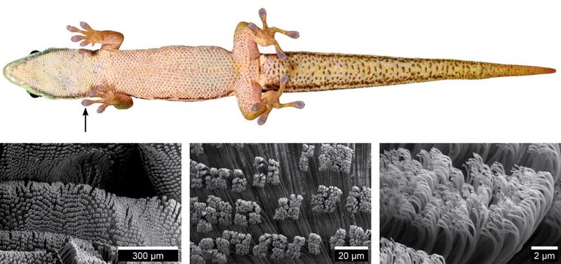 Bereits mit bloßem Auge lassen sich die Haftlamellen (siehe Pfeil) an der Unterseite der Pfoten des Schwarzstreifen-Taggecko (phelsuma nigristriata) erkennen. Im Elektronenmikroskop offenbart sich, dass diese Lamellen aus feinen Härchen (Setae) bestehen, die immer bündelweise angeordnet sind. (Bild: INM)