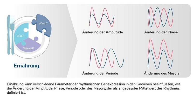 Ernährung kann verschiedene Parameter der rhythmischen Genexpression in den Geweben beeinflussen.(Bild:  Quelle: Carolin Schrandt, Copyright: DIfE)