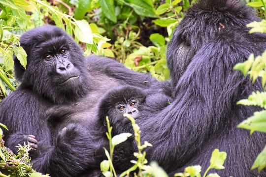 Berggorilla-Mutter und ihr Junges zusammen mit einem anderen Weibchen während einer Ruhephase, Bwindi National Park(Bild:  Mike Cranfield, Gorilla Doctors)