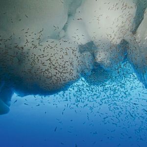 (Alfred-Wegener-Institut /Ulrich Freier)