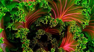 Ballaststoffe kommen ausschließlich in pflanzlichen Lebensmitteln vor.  (gemeinfrei)