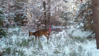 Roe deer in study plot (Source: Walter Di Nicola)