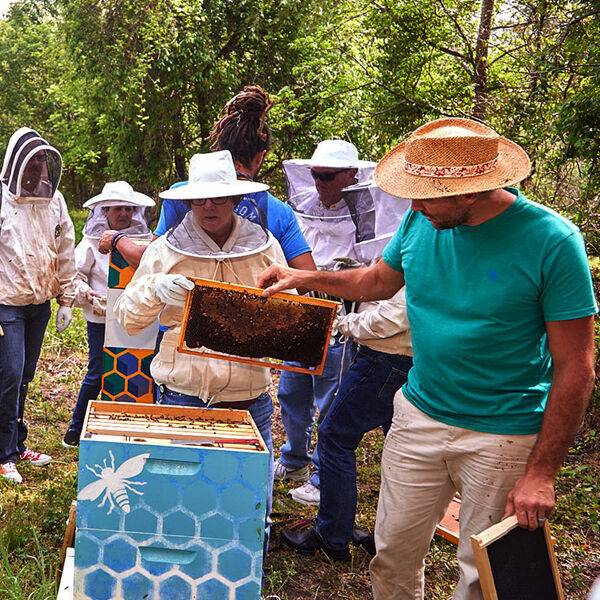 In mehreren Projekten hat sich SAS mit den Schutz von Bienenvölkern befasst.