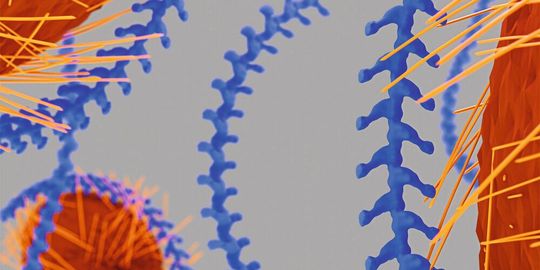 In größerem Maßstab wird sichtbar, wie die Uromodulin-Filamente (blau) ein E.coli-Bakterium einhüllen und so verhindern, dass der Erreger mit seinen Pili an die Zellwände im Harntrakt andocken. In größerem Maßstab wird sichtbar, wie die Uromodulin-Filamente (blau) ein E.coli-Bakterium einhüllen und so verhindern, dass der Erreger mit seinen Pili an die Zellwände im Harntrakt andocken.