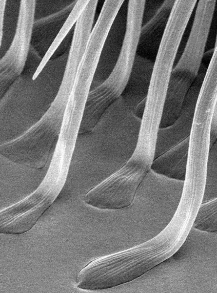 Abb. 2: Das Käfergeheimnis sind die Härchen an den Füßen. Hier eine Aufnahme im Kieler Rasterelektronenmikroskop. Die Enden der Härchen sind ca. 5 Mikrometer breit. (Bild: Stanislav Gorb, Copyright: CAU)