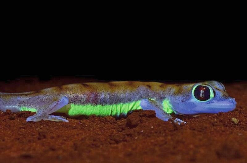 Der Wüstengecko (Pachydactylus rangei) aus der Namib zeigt unter zusätzlicher UV-Beleuchtung (365 nm) einen neon-grün fluoreszierenden Seitenstreifen und einen Ring um die Augen. Dieses Signal ist für Artgenossen aus der „Geckoperspektive“ gut sichtbar.