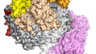 Die Kristallstruktur eines kompletten eukaryotischen RNA-Exosom-Komplexes zeigt, wie dieser sein Substrat erkennt und verarbeitet. Die RNA (schwarz) wird von den „cap“-Proteinen (gelb, beige, orange) erkannt und entwunden. Anschließend wird sie durch den Komplex gefädelt und zur aktiven Untereinheit geleitet (violett), wo der eigentliche Abbau stattfindet. (Bild: Debora L. Makino/MPI für Biochemie)