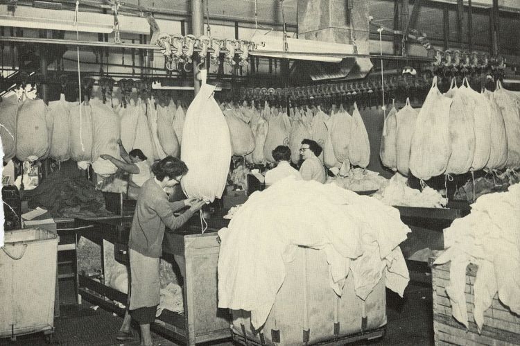 ...wie auch dieses Bild aus der Nachkriegszeit zeigt. Die hohe Zahl der täglich zu reinigenden Textilien verlangt nach einem ausgeklügelten Betriebsablauf. (Foto: Alsco)