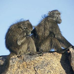 (Dana Pfefferle/Deutsches Primatenzentrum)