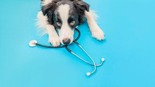 0115063963 (Bild: Юлия Завалишина – stock.adobe.com)