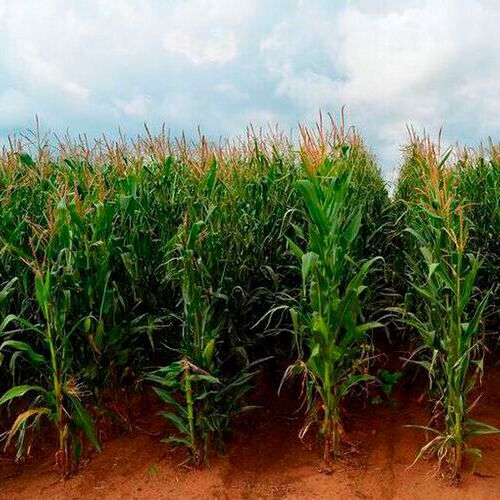 Researchers demonstrate that specialized metabolites from the roots of the maize plant can bring about an increase in the yields of subsequently planted wheat under agriculturally realistic conditions.