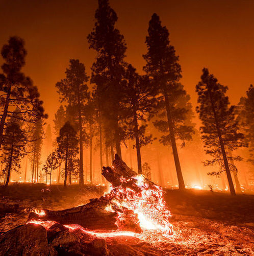 While contributing factors to the worsening wildfire situation can vary across regions and ecosystems, climate change is an overarching force that affects all areas.