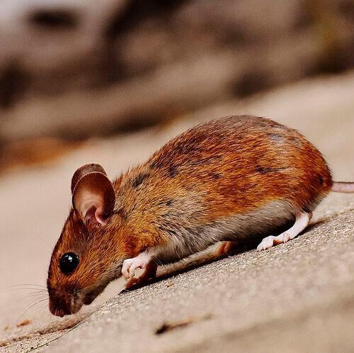 This study builds upon Park’s previous research, which leveraged her lab’s expertise in imaging to visualize nerve cells, or neurons, and mRNA molecules associated with memory in the brains of live mice. 