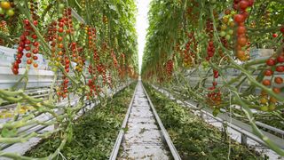 Im Gewächshaus reifen auf insgesamt 11,8 ha Fläche fast ganzjährig Tomaten und Paprika. (Bild: ZVEI/Magdalena Jooss)