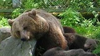 Der „russische Bär“ ist (wirtschaftlich) müde geworden. (Bild: commons.wikimedia.org)