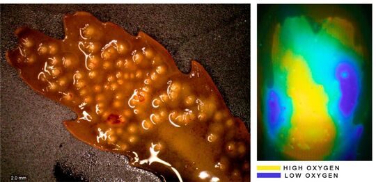 Ein Exemplar des Seetangs Fucus serratus und die Sauerstoffkonzentration auf seiner Oberfläche. (Image: Soeren Ahmerkamp/Max-Planck-Institut für Marine Mikrobiologie)